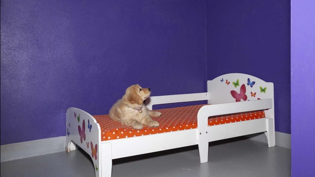hotel_para_perros