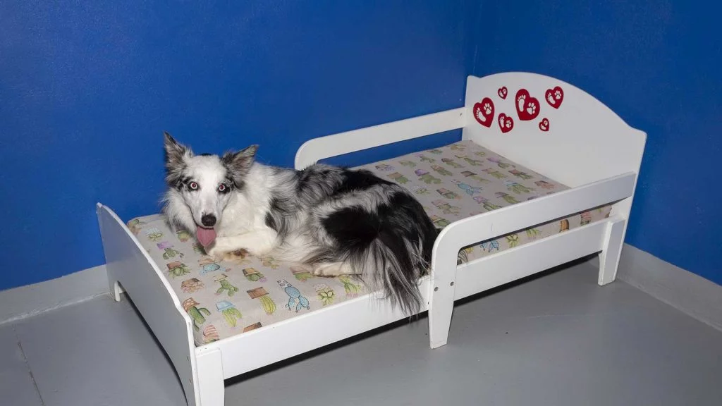 HOTEL CANIN