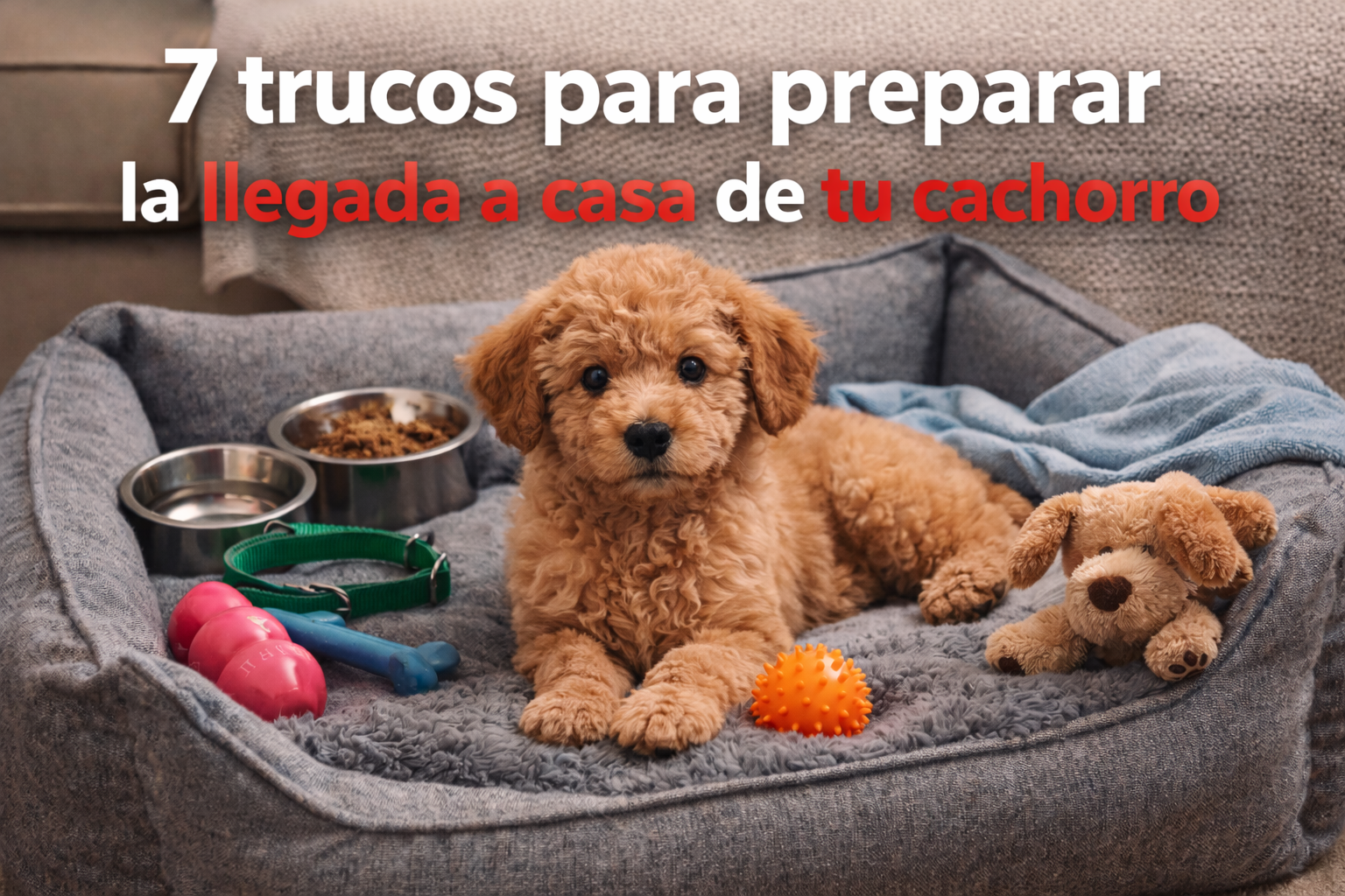 Llegada-a-casa-de-tu-cachorro