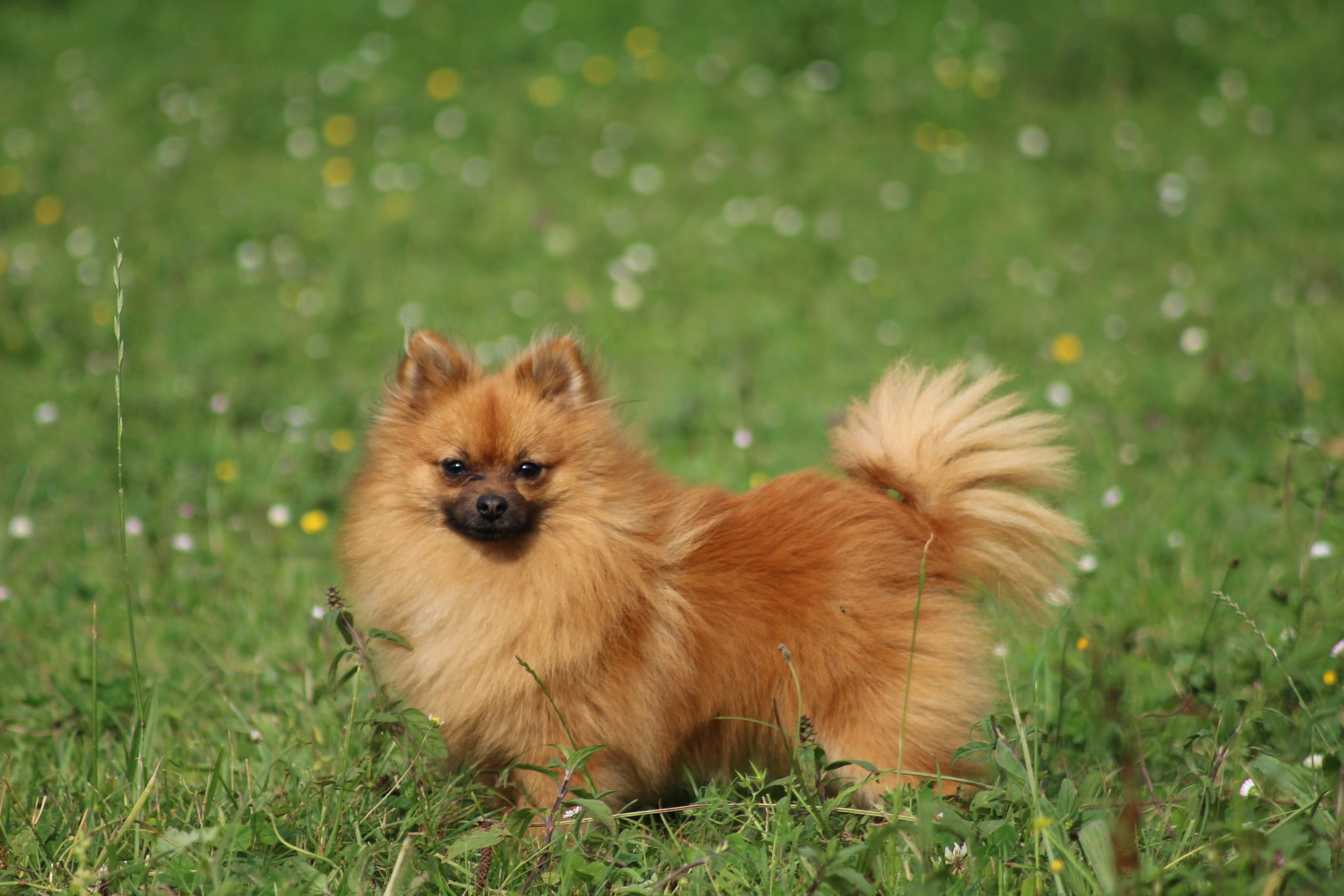 Raza de perro Pomerania
