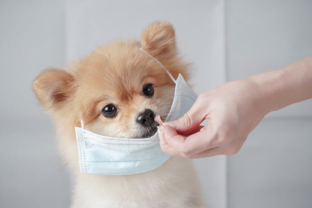 eficiencia adolescente enlazar La tos de las perreras, síntomas, tratamiento y prevención - Las Almenas