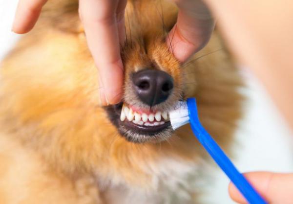 cómo limpiar dientes perro