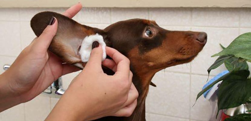 cómo limpiar el oído de un perro