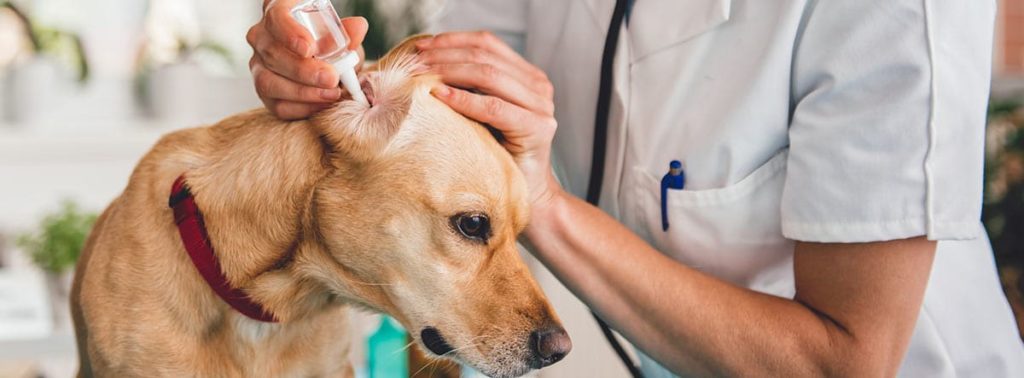 limpiar los oídos a un perro
