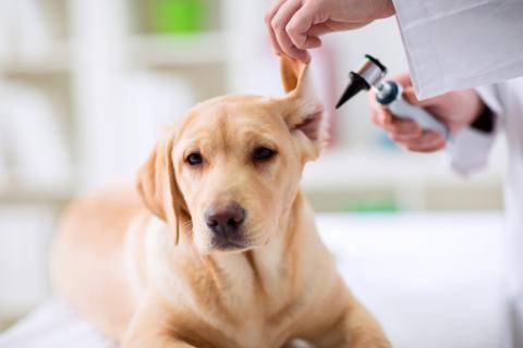 tratamiento otitis perros