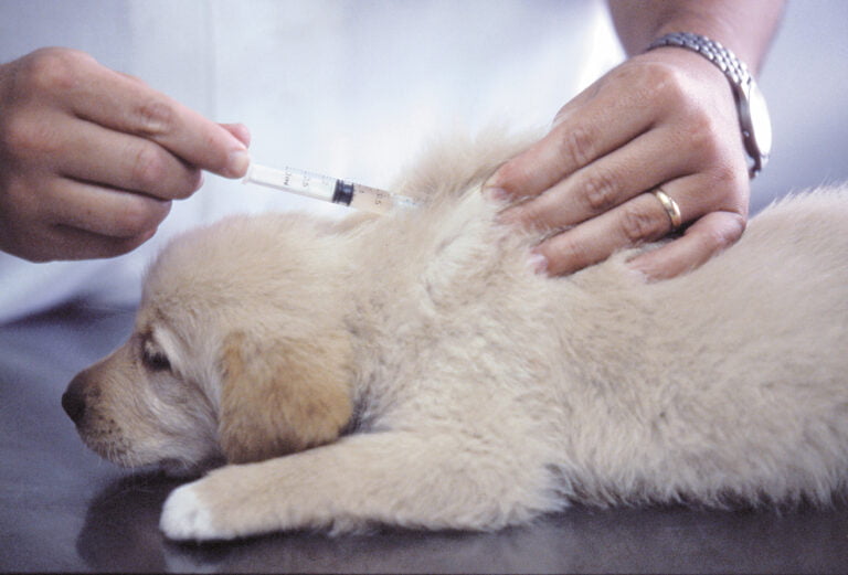 vacunas moquillo canino