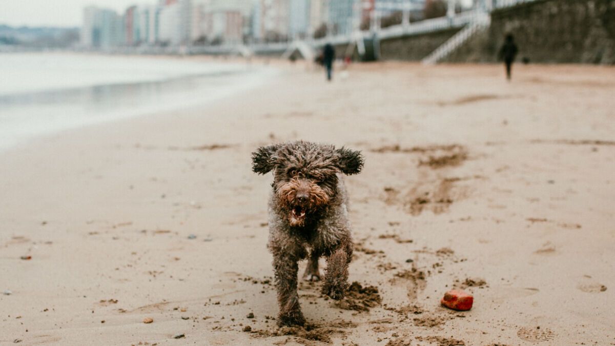 playas para perros en Asturias