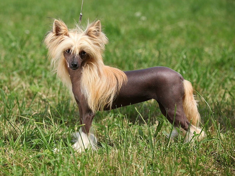 razas de perro sin pelo