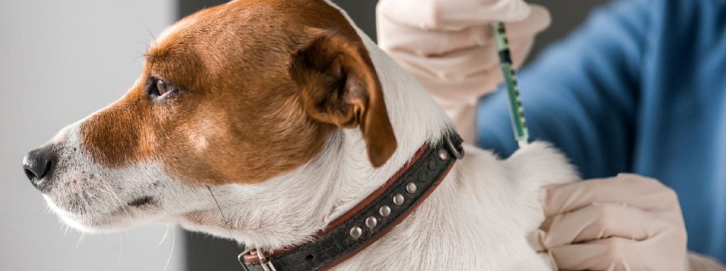 vacunas obligatorias en perros
