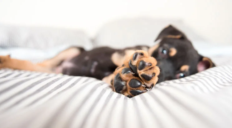 grietas_almohadillas_perros