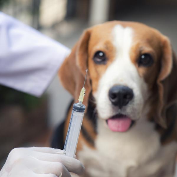 vacunar rabia perros