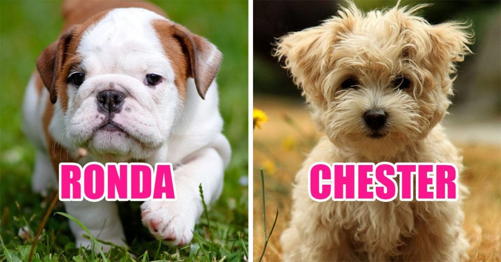 Nombres originales para perros pequeños - Criadero de perros. Las Almenas