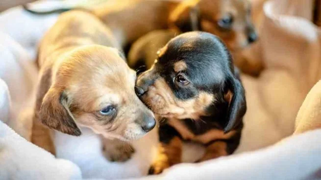 hipo en perros