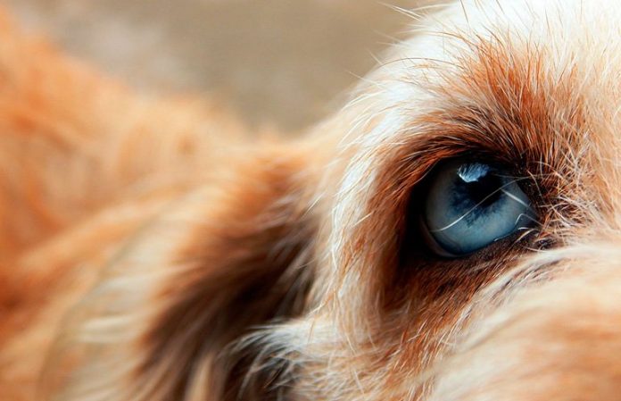ceguera diabetes perros