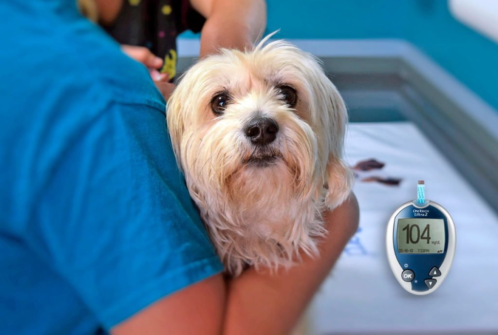 síntomas diabetes perros