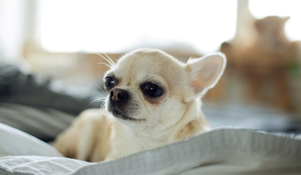 chihuahua-cabeza-de-manzana-gu-a-completa