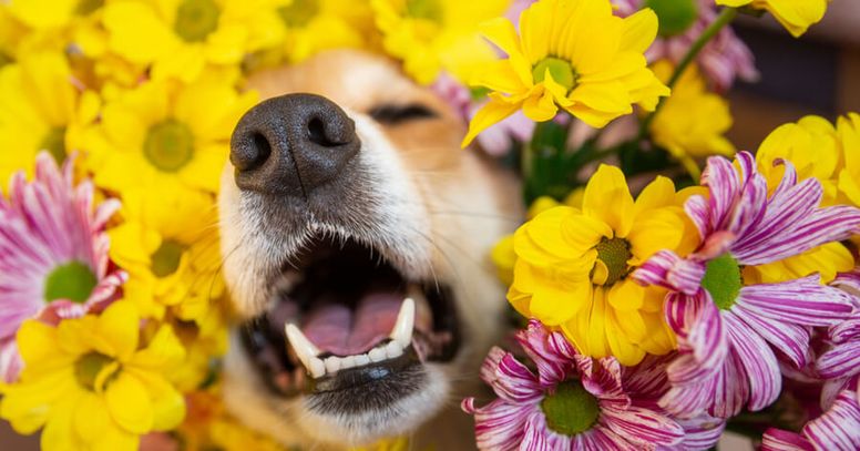 alergia primaveral en los perros