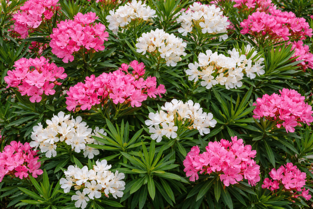 Adelfa - Plantas más tóxicas para tu perro