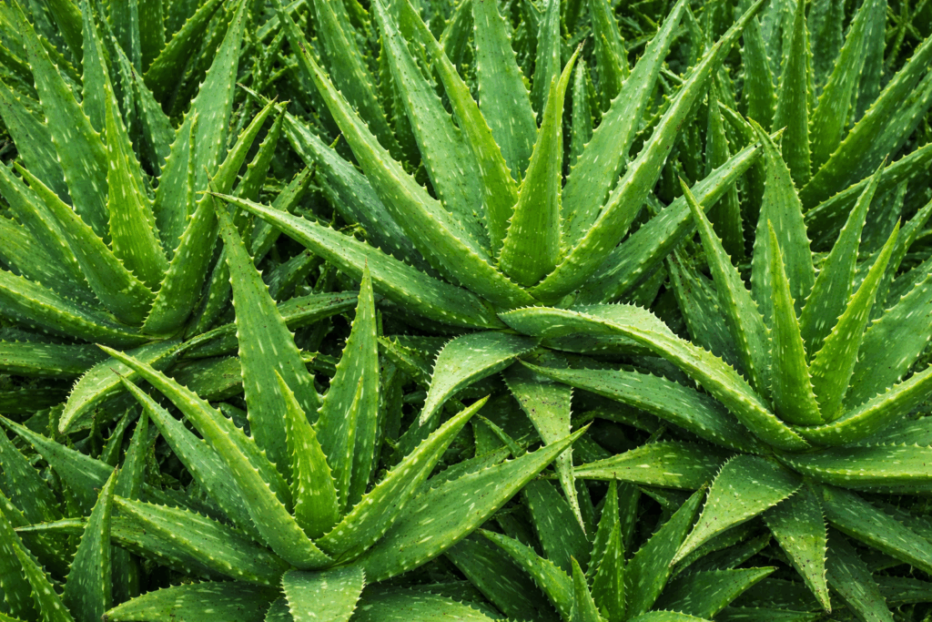 Aloe Barbadensis - plantas más tóxicas para tu perro