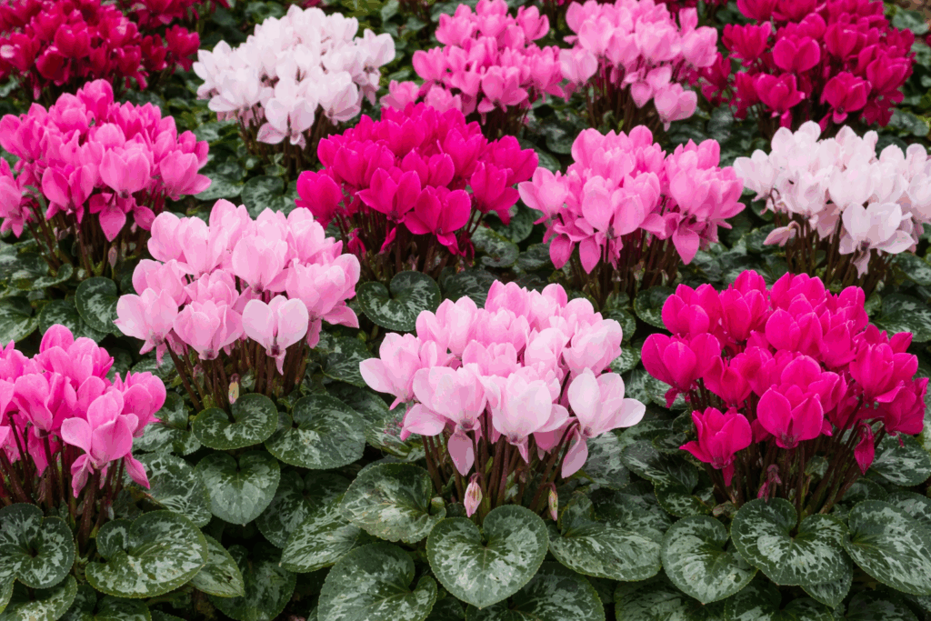 Ciclamen - plantas más tóxicas para tu perro