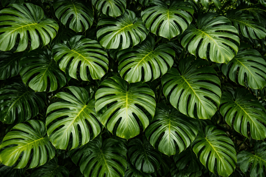 Costilla de Adán - Plantas más tóxicas para tu perro