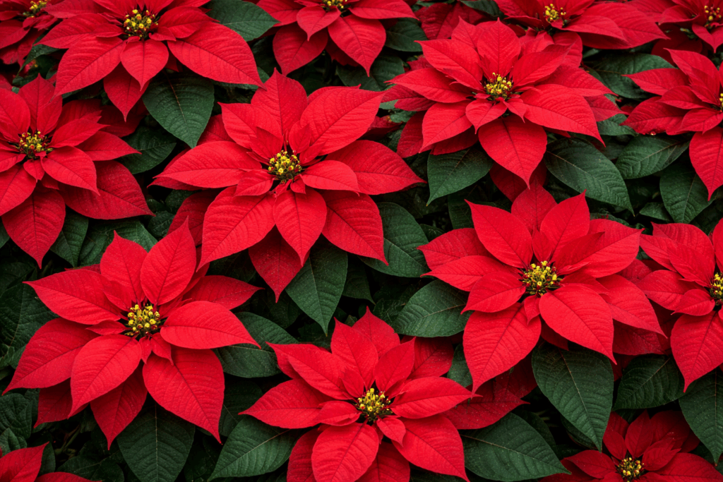 Flor de Pascua - Plantas más tóxicas para tu perro