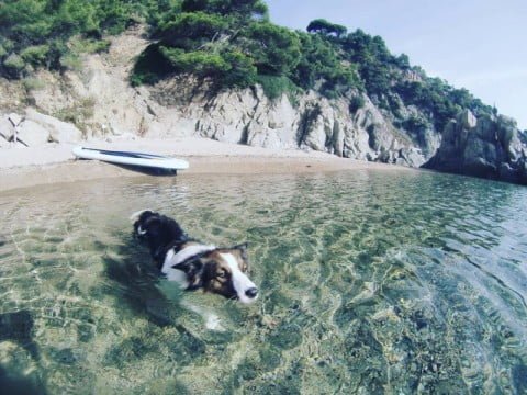 Dog-friendly-beaches-in-Asturias