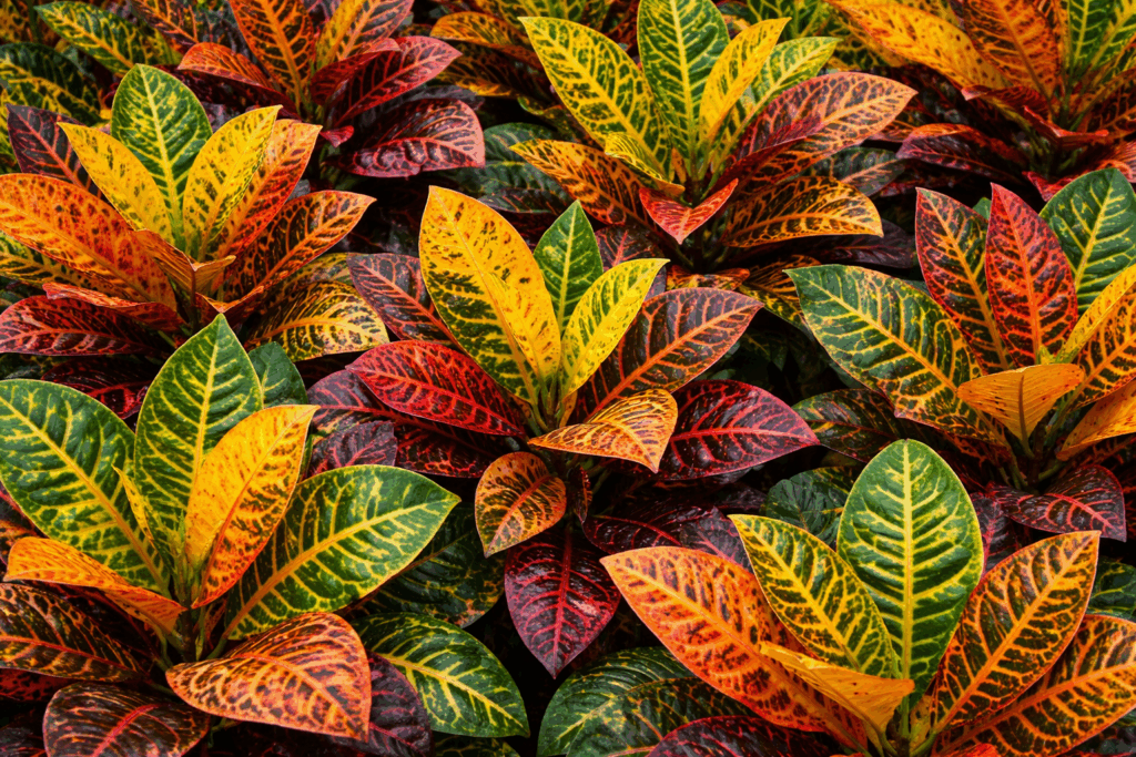 crotón - las almenas