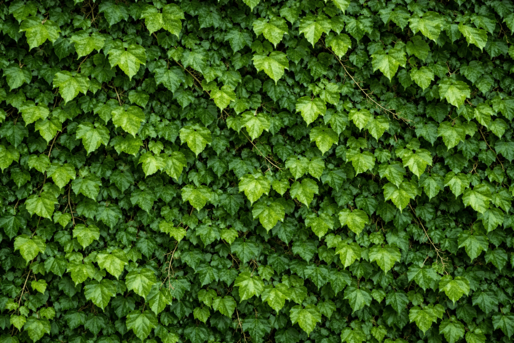 hiedra - plantas más tóxicas para tu perro