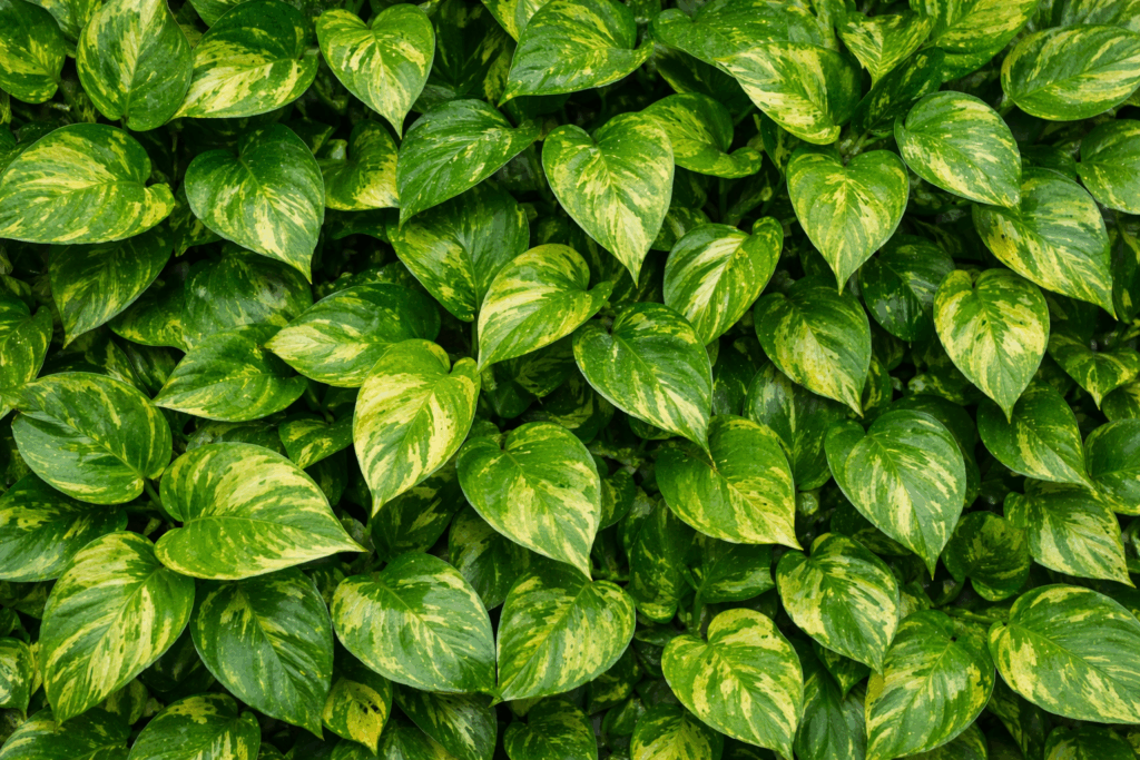 potos - plantas más tóxicas para tu perro