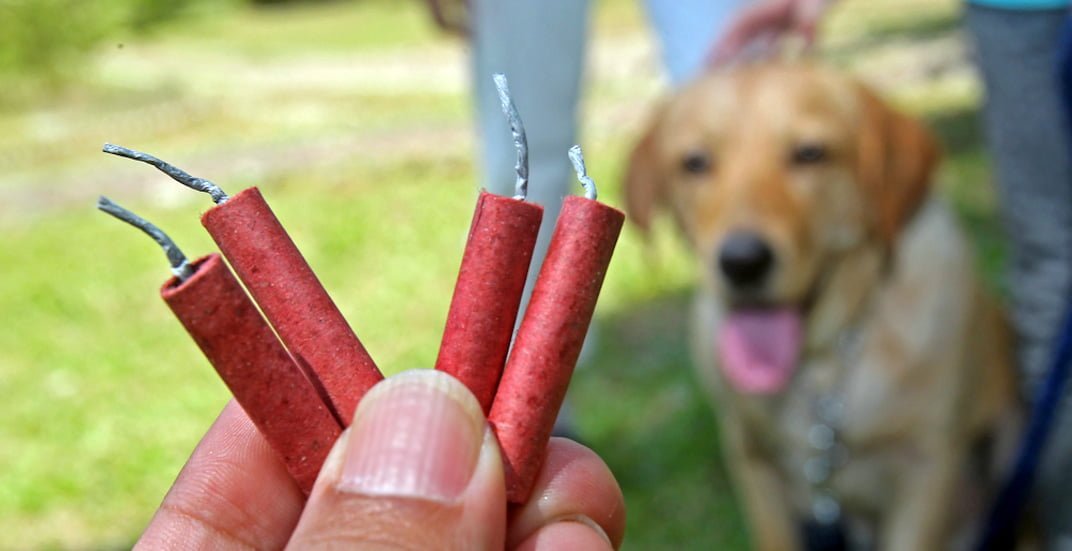 dogs-afraid-of-firecrackers