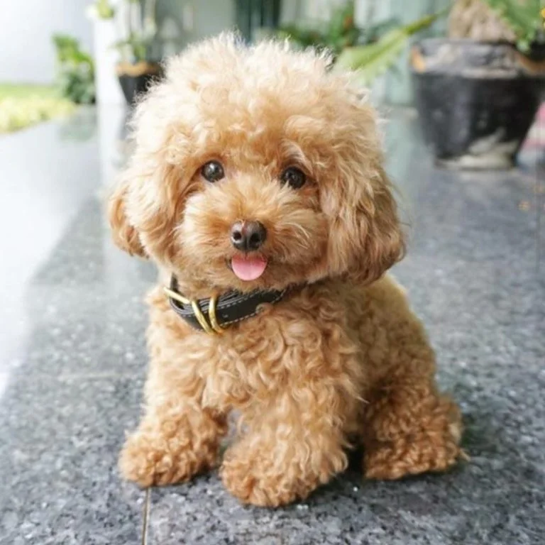 General-characteristics-of-the-toy-poodle-in-Spain