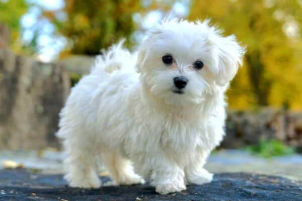 bichon maltais