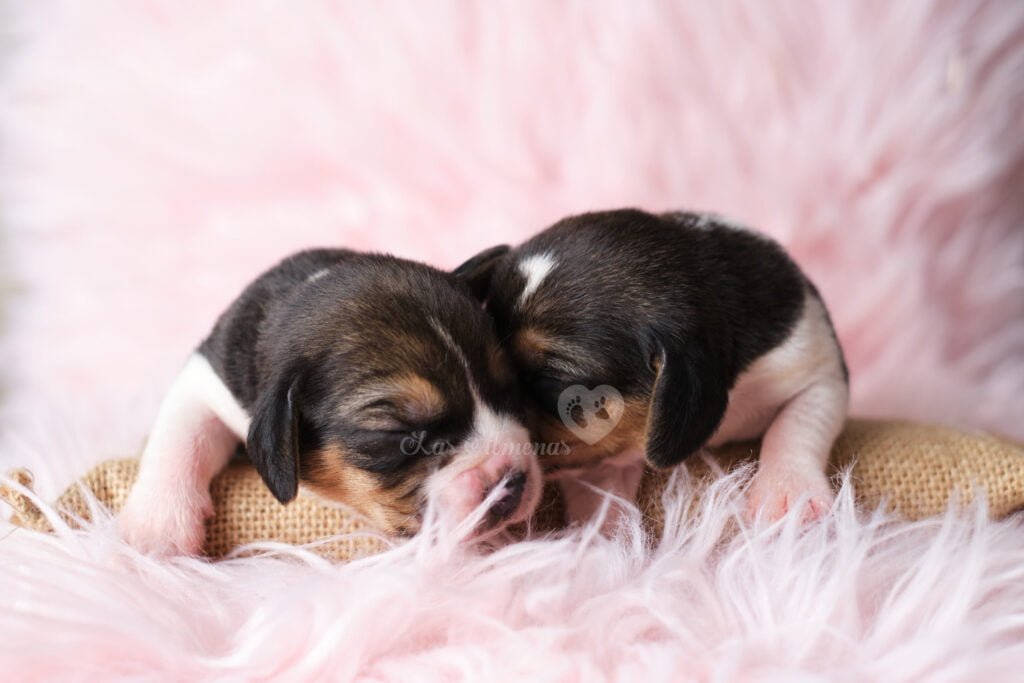 mise bas chez la chienne