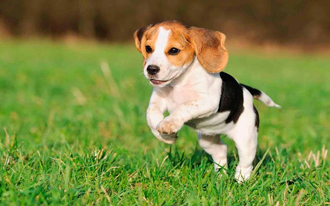 raza-de-perro-Beagle
