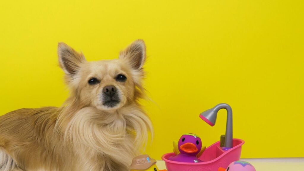 perro huele mal