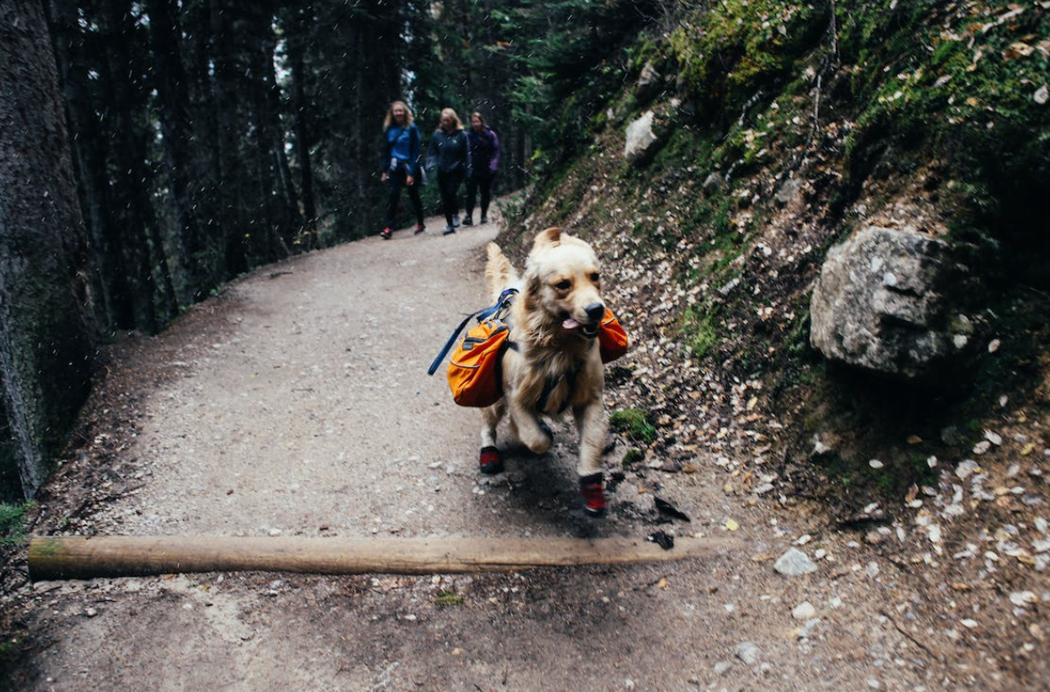 carreras de montaña con perros