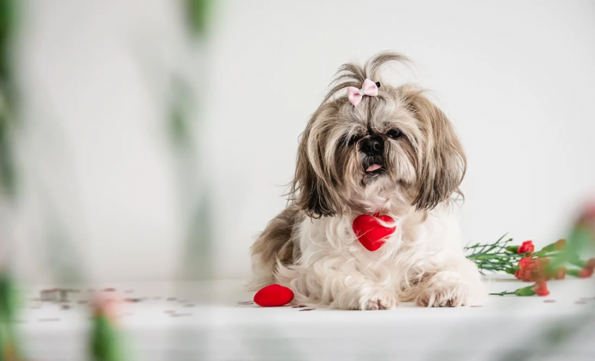 San Valentín con tu perro