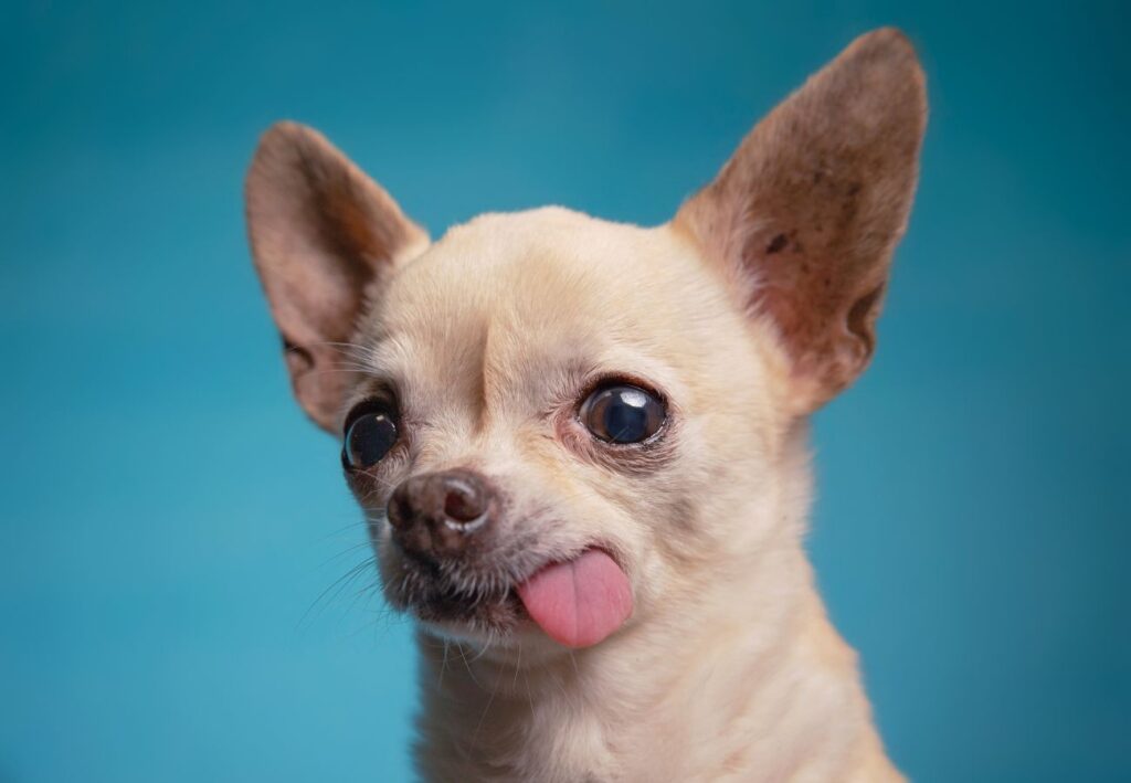 Síndrome de la lengua colgada en perros - Las Almenas