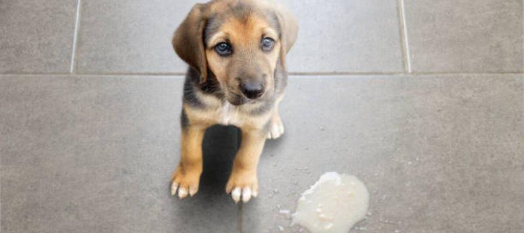 mon chien vomit de la mousse blanche