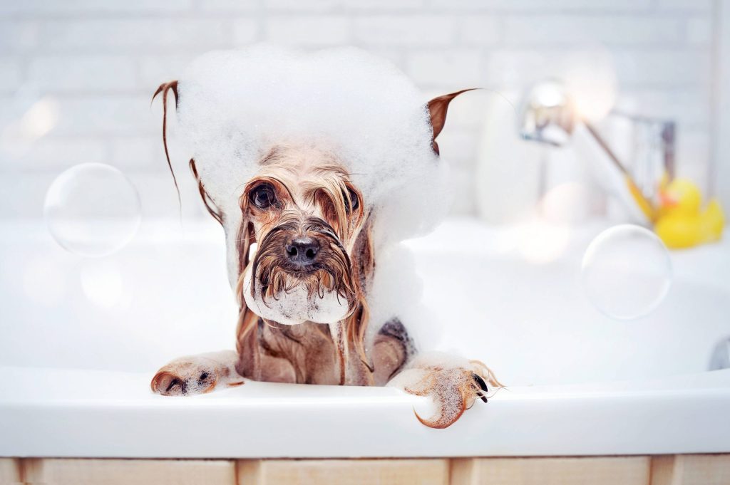 chien sent mauvais