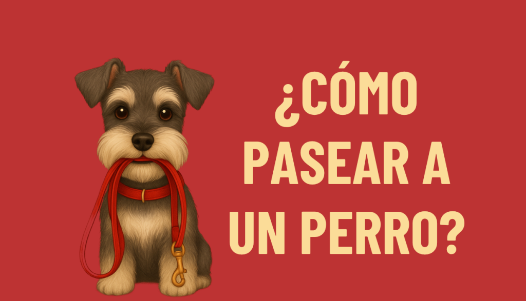 CÓMO PASEAR A UN PERRO