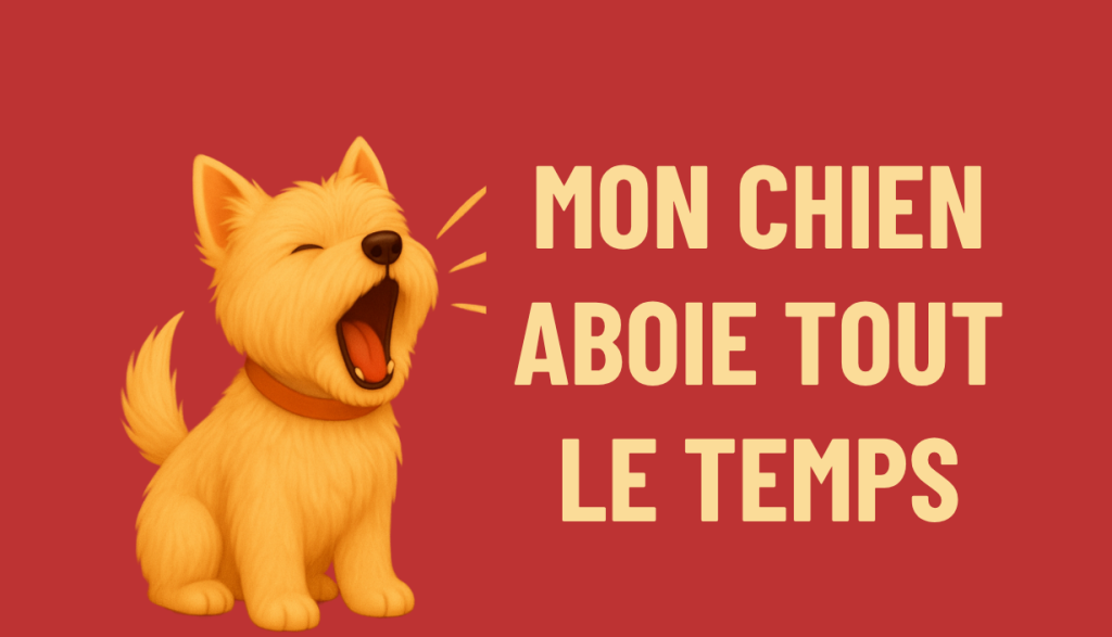 MON CHIEN ABOIE TOUT LE TEMPS