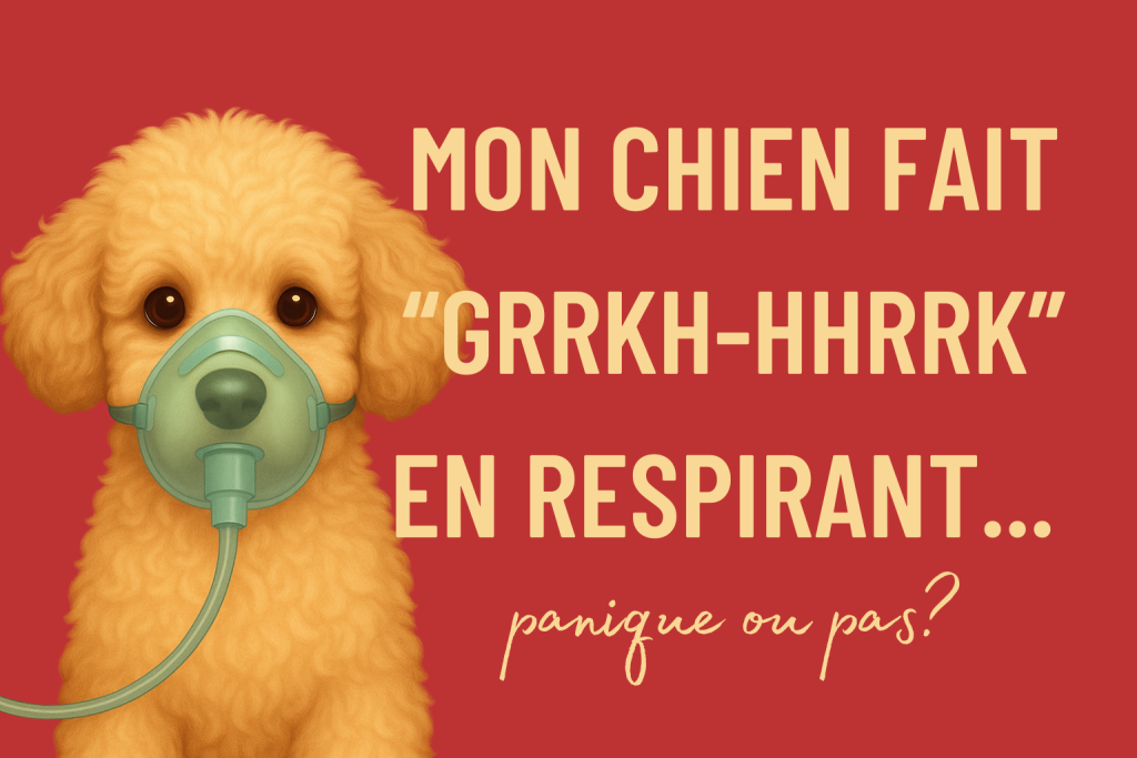 mon chien respire comme s'il s'etouffait