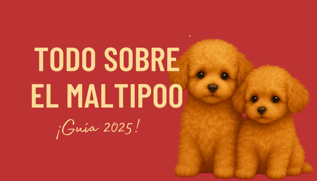 maltipoo precio