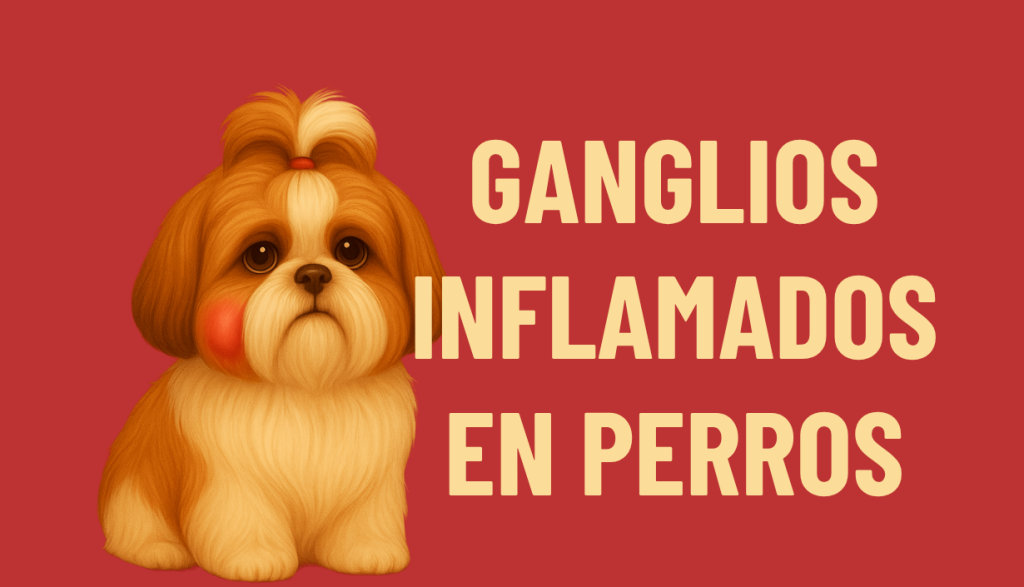 GANGLIOS INFLAMADOS EN PERROS