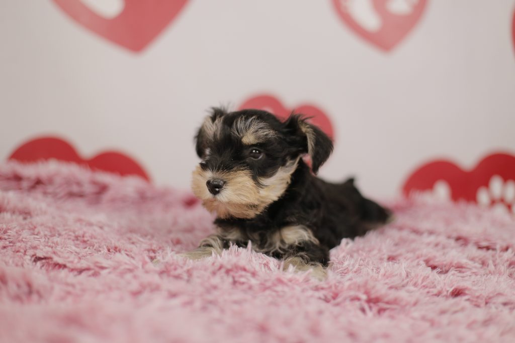 Idées de noms pour chien