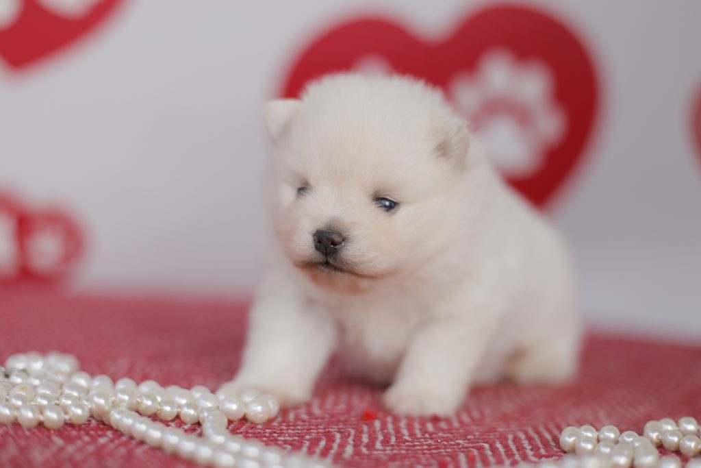 Nom original pour chien