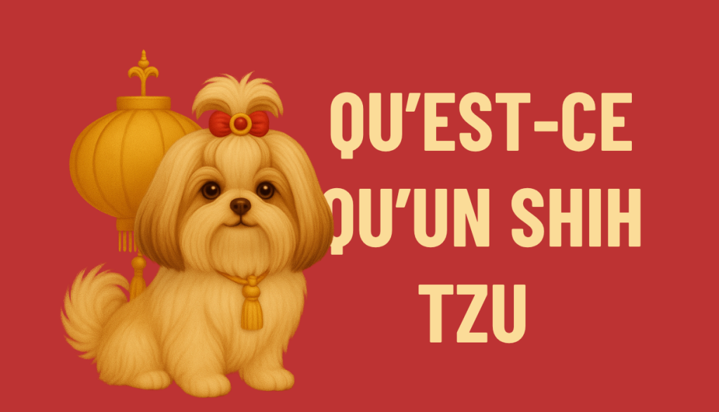 Shih Tzu