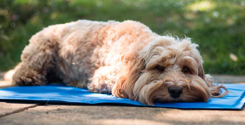chien petit coup de chaleur